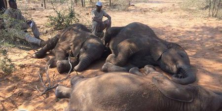 Bodies of 87 elephants found in Botswana after being poached for tusks