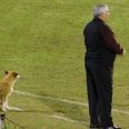 Meet the football manager whose assistant coach is a dog
