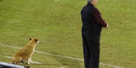 Meet the football manager whose assistant coach is a dog