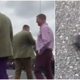 Man throws disembodied head of dead pigeon at protesters in Dublin