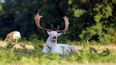This photo of an albino buck sneezing is the best thing you’ll see all day