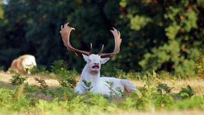 This photo of an albino buck sneezing is the best thing you’ll see all day