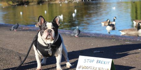 Thousands of dogs marching on Westminster this weekend to protest Brexit