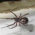 Four London schools shut down due to infestation of venomous false widow spiders
