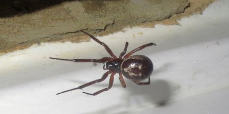 Four London schools shut down due to infestation of venomous false widow spiders