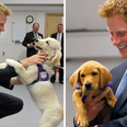 Definitive proof that Prince Harry can communicate with dogs