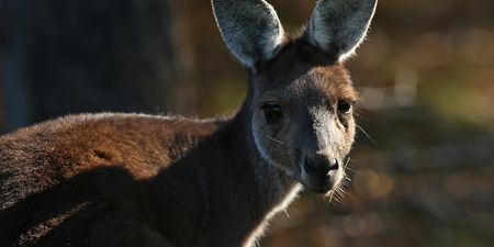 Vicious kangaroo attack in Australia leaves family in hospital