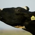 Farm on lockdown after mad cow disease discovered