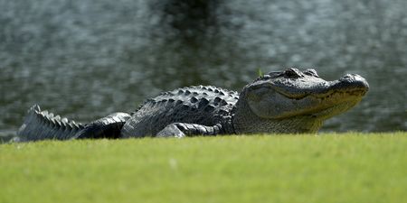 15 foot alligator wanders across golf course in Florida
