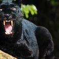 There is apparently a black panther on the loose in Scotland, police warn