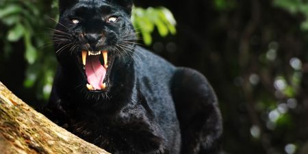 There is apparently a black panther on the loose in Scotland, police warn