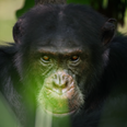 David the chimp from Attenborough’s Dynasties documentary was found beaten to death