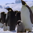 David Attenborough’s next Dynasties documentary on emperor penguins looks spectacular