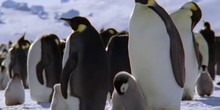 David Attenborough’s next Dynasties documentary on emperor penguins looks spectacular