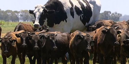 This cow is so big it looks photoshopped