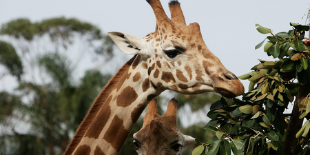 Giraffes have now been added to the list of animals in ‘critical’ danger of extinction