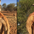 Roger the ripped kangaroo passes away aged 12