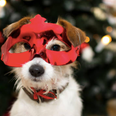 Animal charity issues warning about putting pets in costumes over the festive period