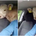WATCH: This Irish farmer wasn’t going to let a lack of trailer stop him moving cattle