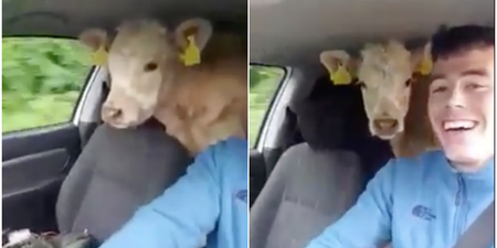 WATCH: This Irish farmer wasn’t going to let a lack of trailer stop him moving cattle