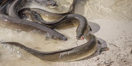 Thames eels made ‘hyperactive’ by high cocaine levels