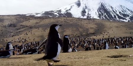 WATCH: Trailer for new David Attenborough series looks absolutely incredible