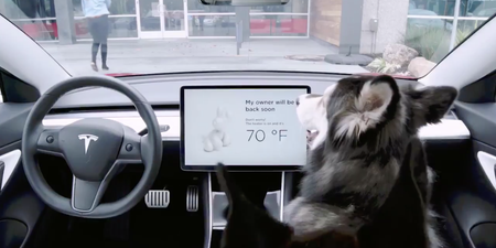 Tesla launches new ‘dog mode’ to keep your good boys safe in the car
