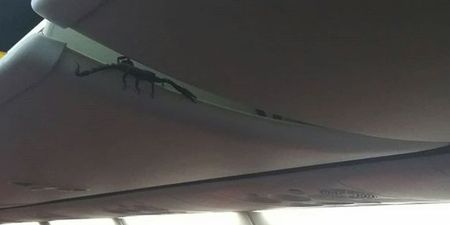 Huge scorpion spotted crawling out of overhead locker on plane