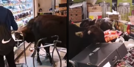 Rogue herd of cows invade Hong Kong supermarket in dramatic coup d’etat