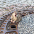 Exclusive interview with the rat that was too fat to fit through a sewer cover