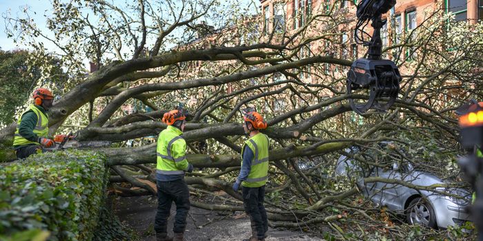 GLASGOW, SCOTLAND - SEPTEMBER 20: Workmen clear trees in Marlborough Avenue brought down yesterdayÕs storm which seen winds of up to 100mph on September 20, 2018 in Glasgow,Scotland. Many areas of Scotland are clearing up damage caused by Storm Ali which brought down trees and power lines and affected many transport routes. (Photo by Jeff J Mitchell/Getty Images)