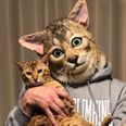 You can now get your cat’s face turned into a giant realistic mask