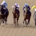 Two amorous rabbits forced to flee horse racing track during race