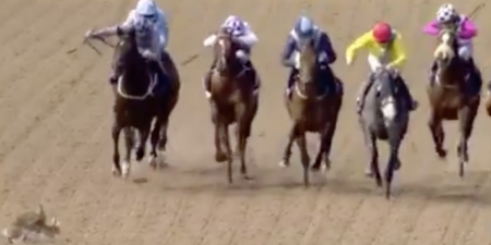 Two amorous rabbits forced to flee horse racing track during race