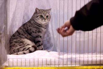 It turns out cats do recognise their names – and will ignore you just for the hell of it