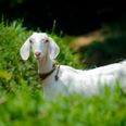 Jogger in Ireland gets caught in footrace with rogue goat