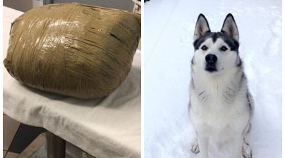 Woman returns from holiday to find dead pet husky wrapped in masking tape by kennel