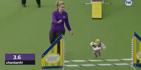 Someone has made a video of Shrek running the Crufts obstacle course. No, really