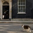 Larry the Cat had to be carried out of the way in order for Theresa May to resign