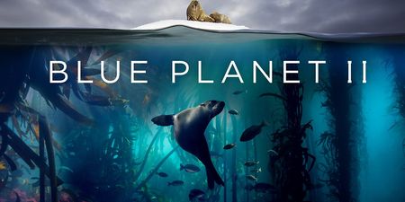 PSA: Blue Planet II is now on Netflix