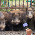 Exclusive interview with 30-50 feral hogs