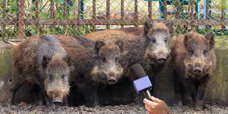 Exclusive interview with 30-50 feral hogs