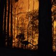 The terrifying scale of Australia’s bush fires