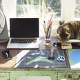 Working from home: Survival Guide