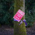 HS2 protesters take to the trees to halt construction