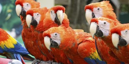 Five parrots removed from wildlife park for constantly swearing at customers