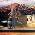 Tyrannosaurus rex named ‘Stan’ sells at auction for £35 million