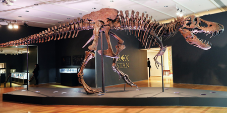 Tyrannosaurus rex named ‘Stan’ sells at auction for £35 million