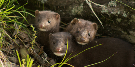 Denmark to cull 17 million minks due to COVID-19 mutation found in farms