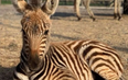 Baby zebra at Somerset zoo dies after being scared by fireworks